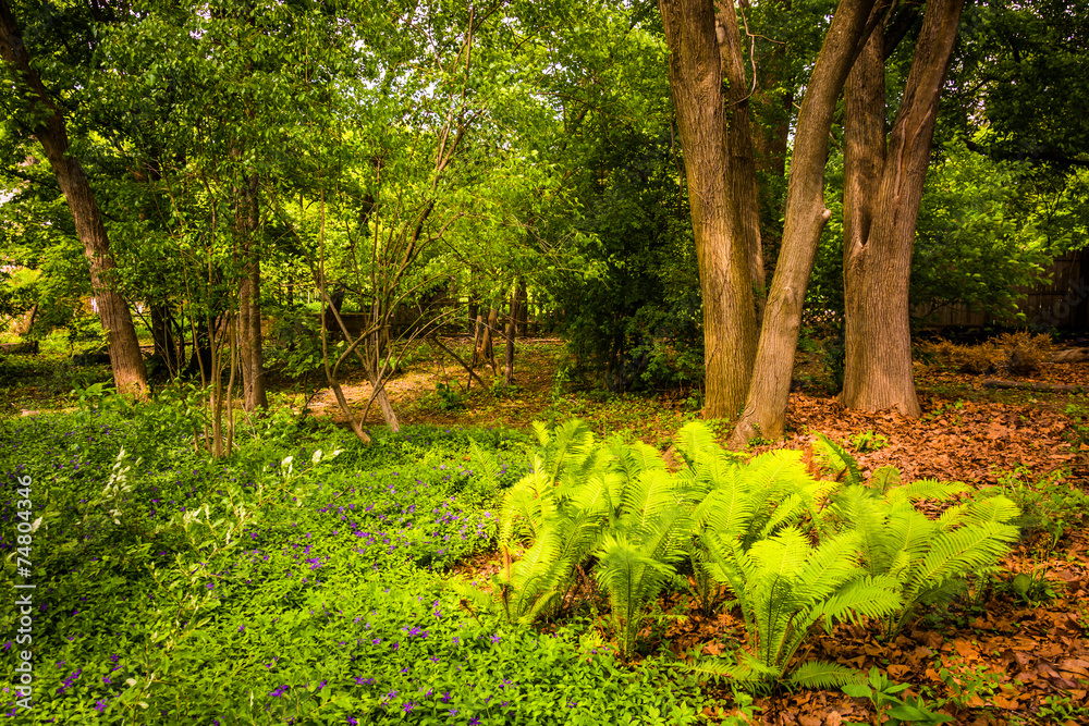 Ferns and trees in the woods at Cylburn Arboretum, in Baltimore,