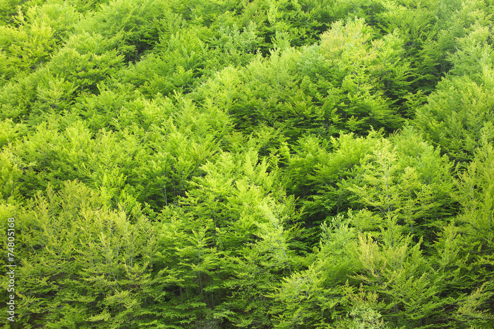 Green forest Green forest
