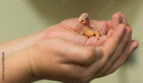 Photo Stock Cacatoes Bebe Adobe Stock