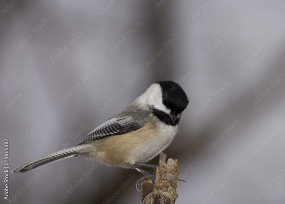 Black-capped Chickadee (Parus atricapillus) Black-capped Chickadee (Parus atricapillus)