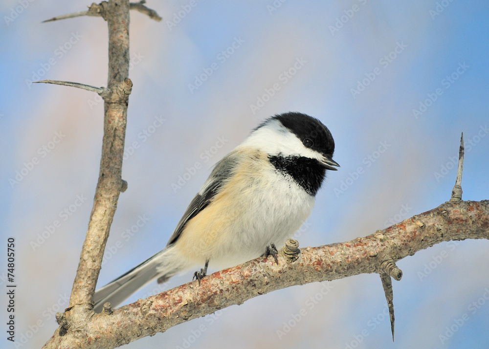 Obraz premium Black-capped Chickadee
