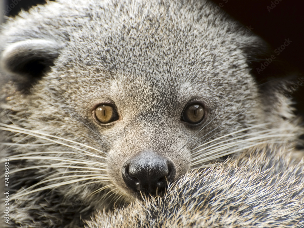 Obraz premium Face of binturong (Arctictis binturong)