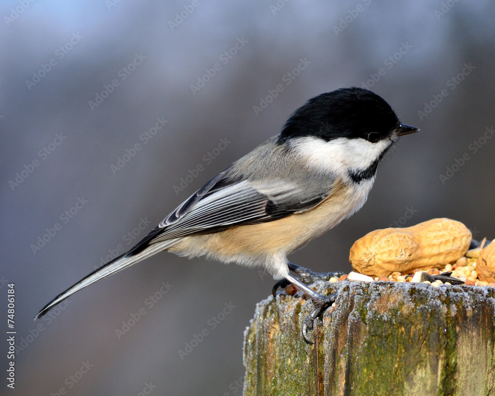 Obraz premium Black-capped Chickadee