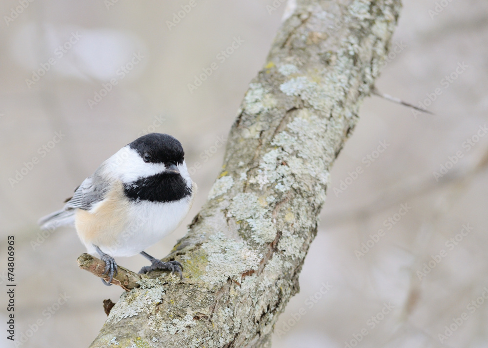 Obraz premium Black-capped Chickadee