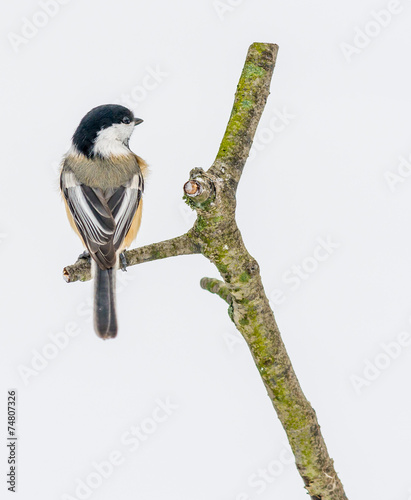 Black-capped Chickadee