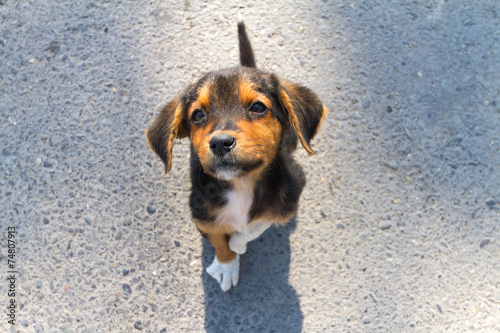 Little lonley puppy abandoned