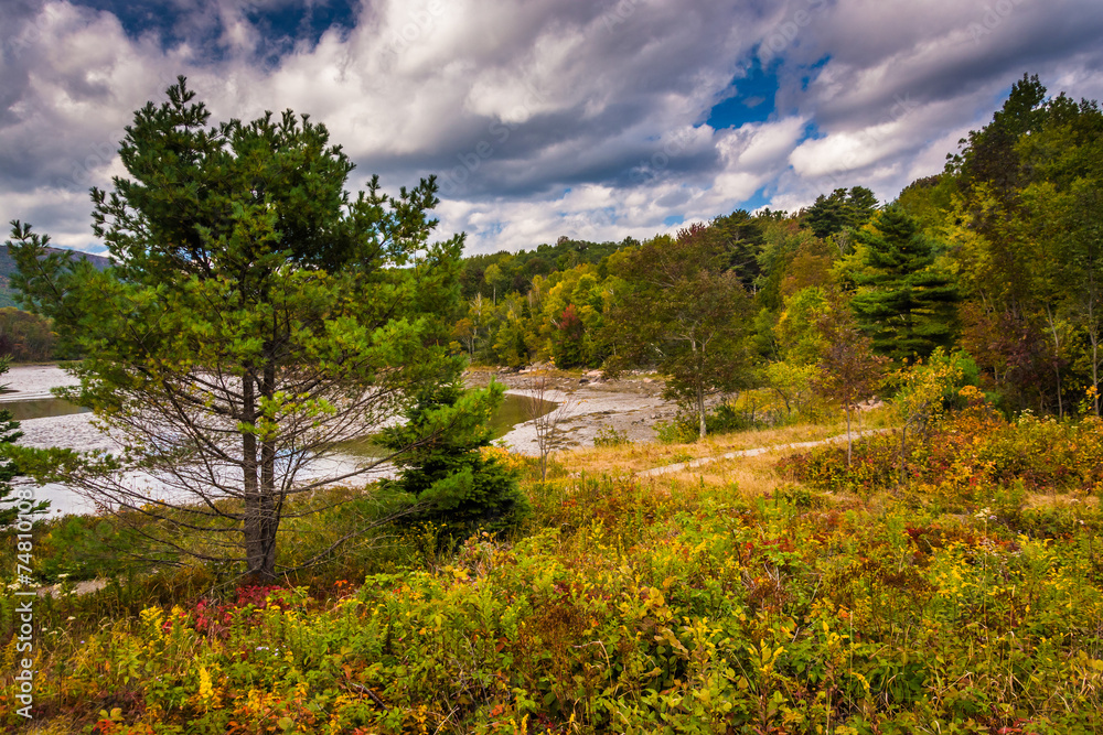 Pine tree at Otter Cove, in Acadia National Park, Maine. Pine tree at Otter Cove, in Acadia National Park, Maine.