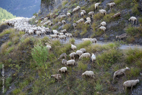 Saison Berger, Alpes de hautes Provence