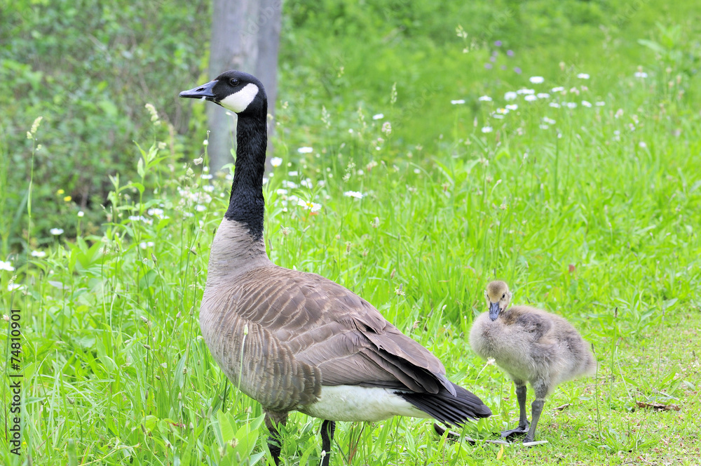 Canada Geese Canada Geese