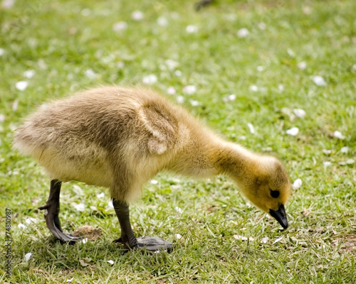 Canada Goose Gosling