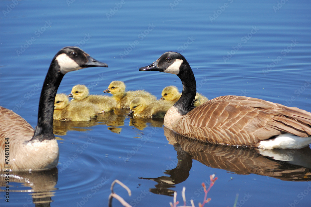 Canada Goose Goslings Canada Goose Goslings