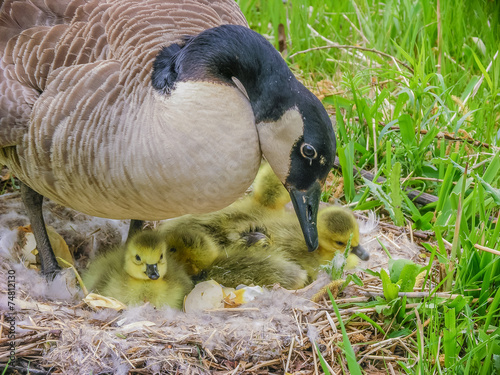 Canada Goose Nest