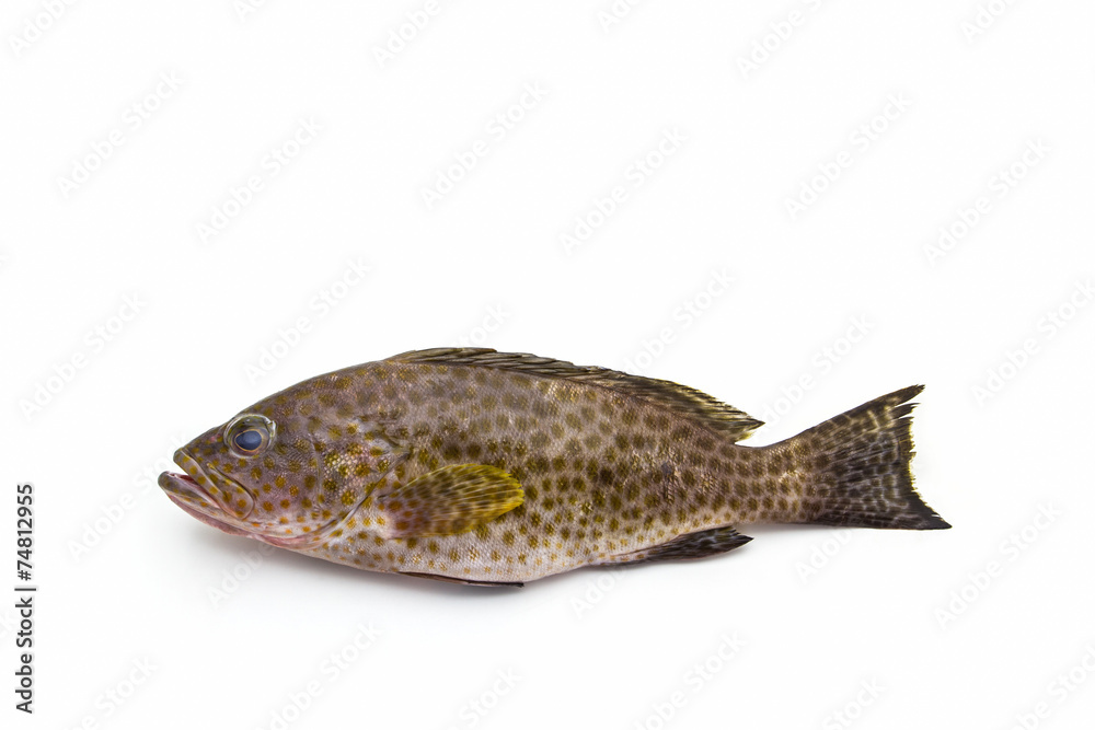 Fresh areolate grouper (epinephelus areolatus) fish . Fresh areolate grouper (epinephelus areolatus) fish .