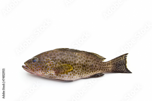 Fresh areolate grouper (epinephelus areolatus) fish .