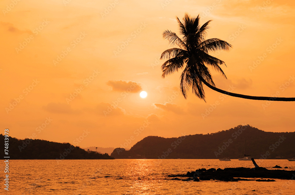 coconut tree hanging over the beach at sunset
