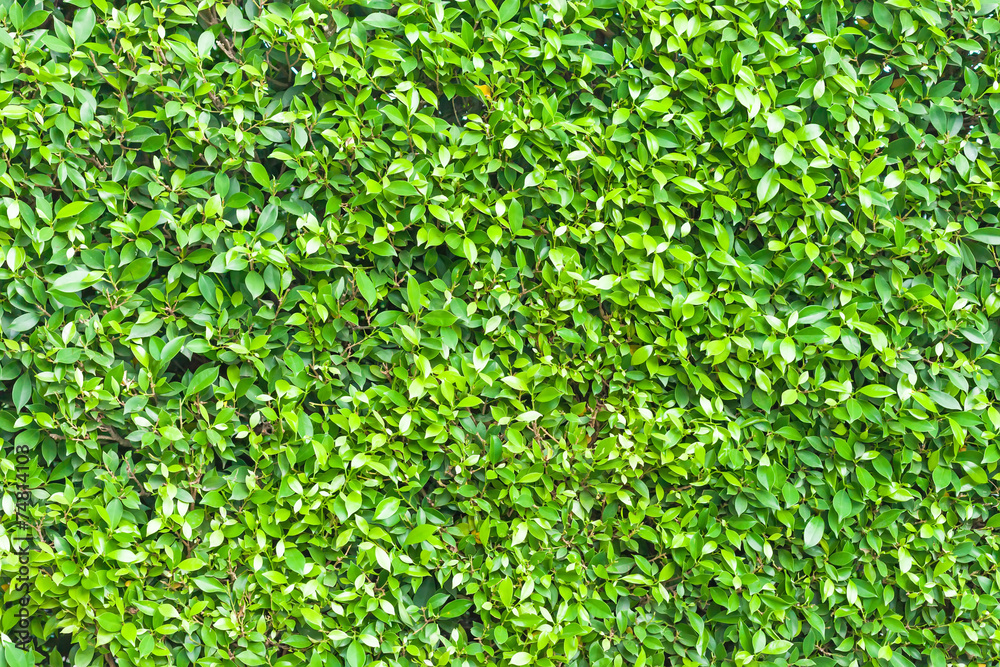 Green leaves wall background texture Green leaves wall background texture