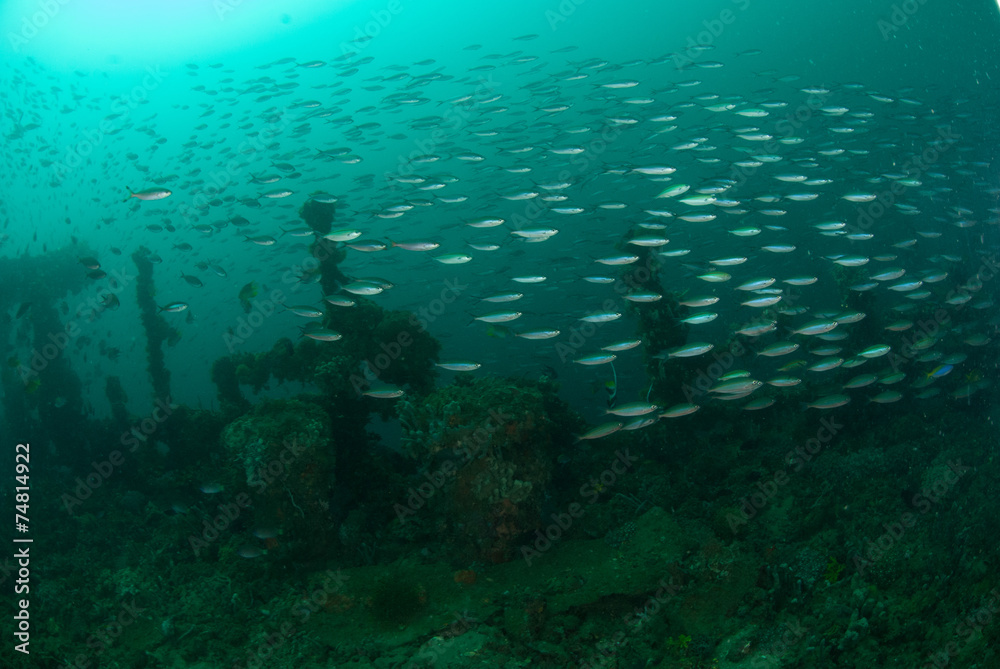 Boat wreck, schooling fishes in Ambon, Maluku underwater