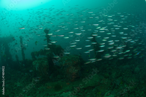 Boat wreck, schooling fishes in Ambon, Maluku underwater © fenkieandreas