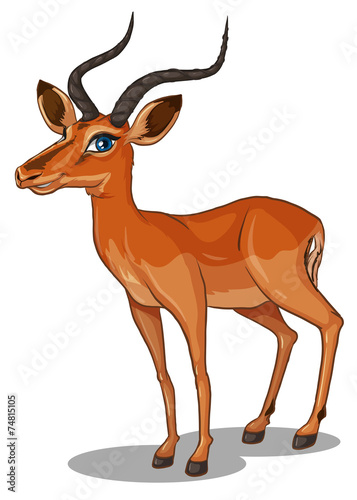 Gazelle