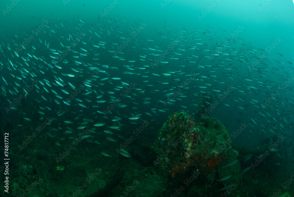 Obraz premium Boat wreck, schooling fishes in Ambon, Maluku underwater