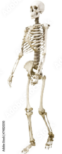 human skeleton from dots isolated on white