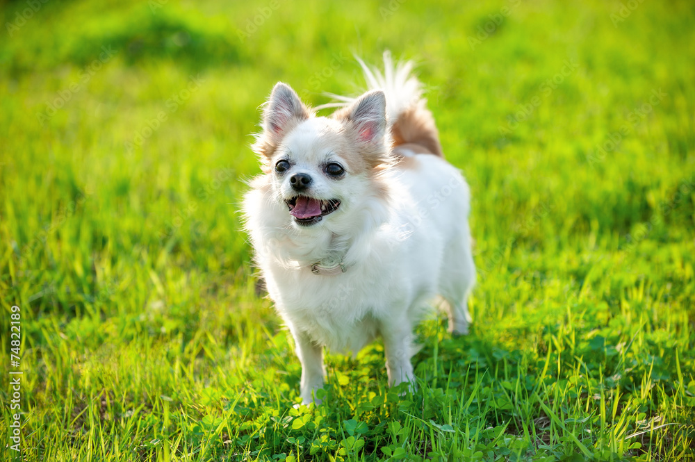 joyful Chihuahua dog on green lawn background in evening light joyful Chihuahua dog on green lawn background in evening light