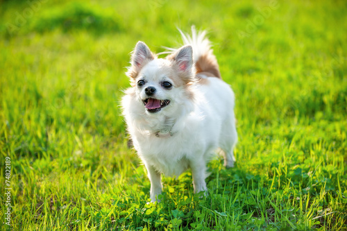 joyful Chihuahua dog on green lawn background in evening light