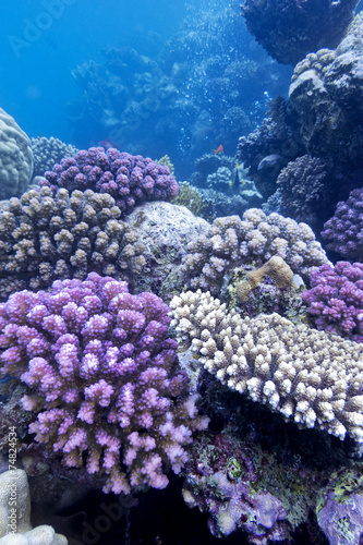 coral reef with hard violet corals in tropical sea