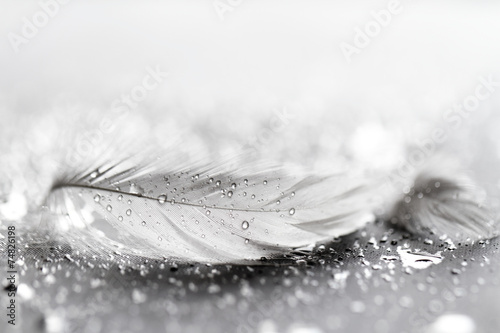White feather with water drops
