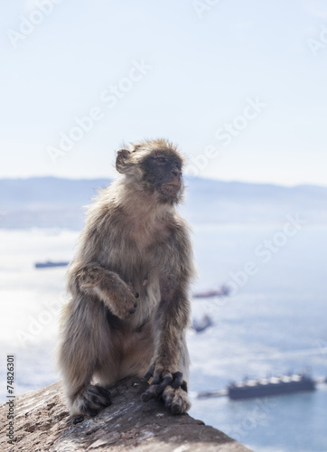 Barbary Macaque of Gibraltar © Provisualstock.com