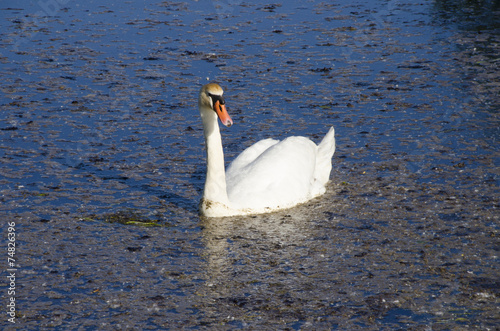 Fototapeta Naklejka Na Ścianę i Meble -  swan