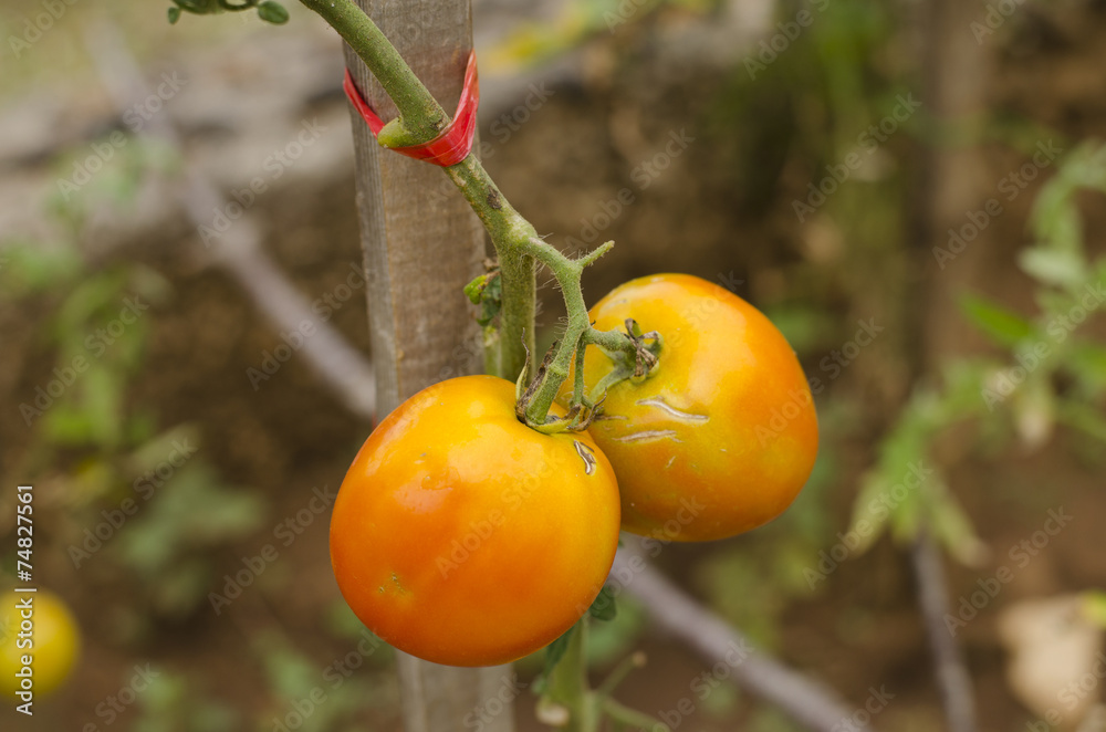authentic dalmatian tomatoes