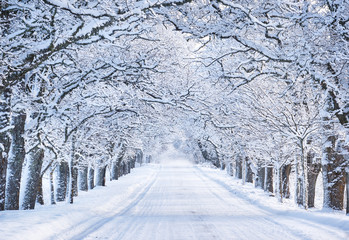 Tableau sur plexiglas Hiver Allée d'arbres enneigés un matin d'hiver  © candy1812