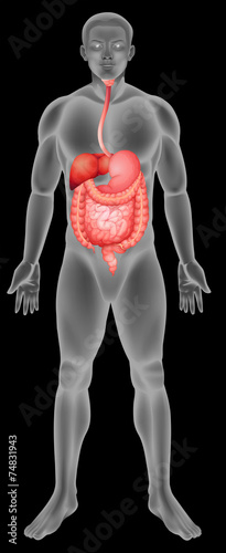 Digestive system