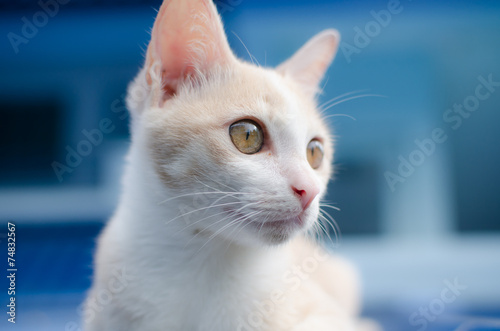 White cat