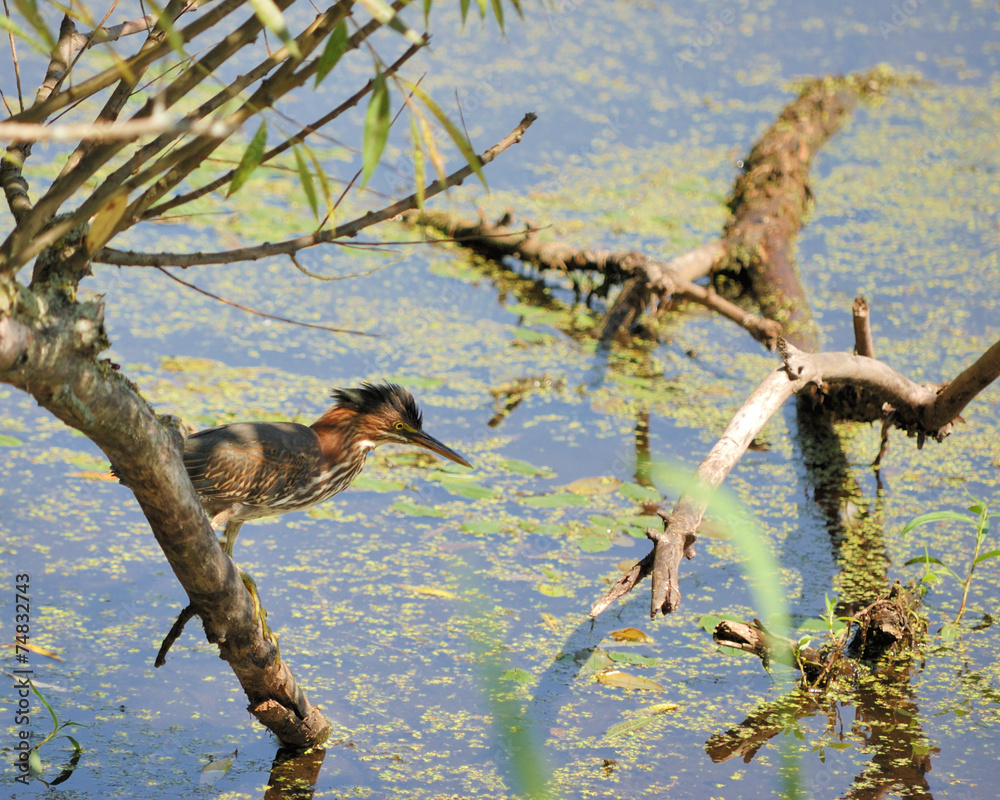 Obraz premium Green Heron