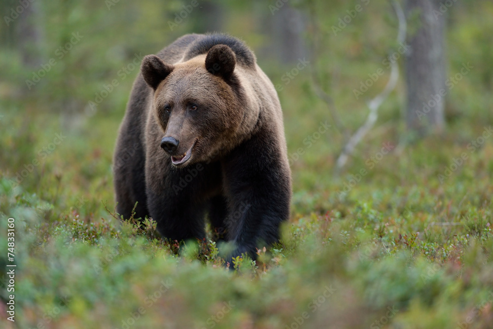 Bear walking in forest