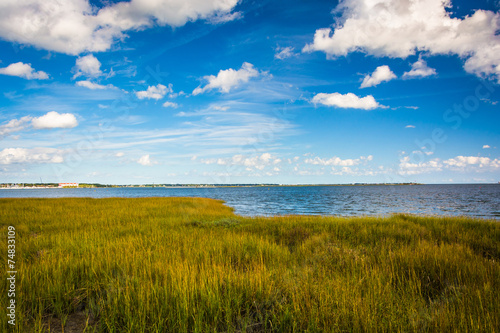 Marsh grasses at the Waterfront Park  in Charleston  South Carol