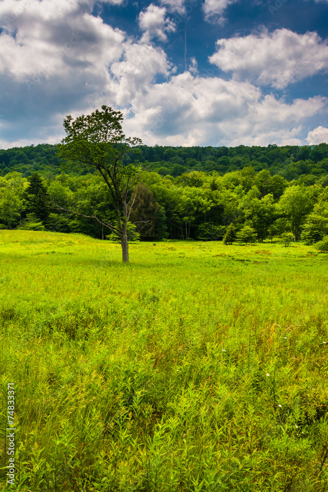 Meadow and trees at Canaan Valley State Park, West Virginia.