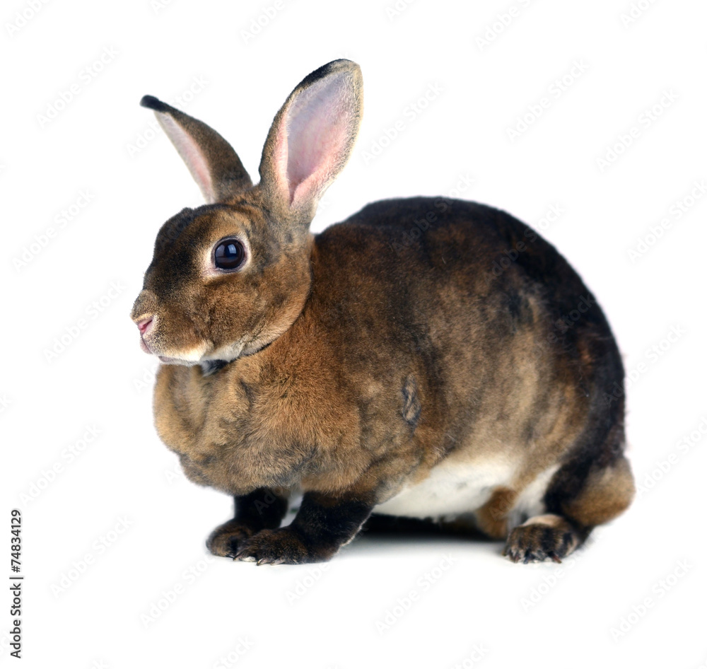 Obraz premium The Brown Bunny isolated on white background.