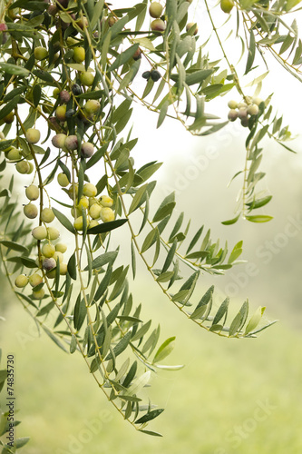 Aceitunas en el olivar photo