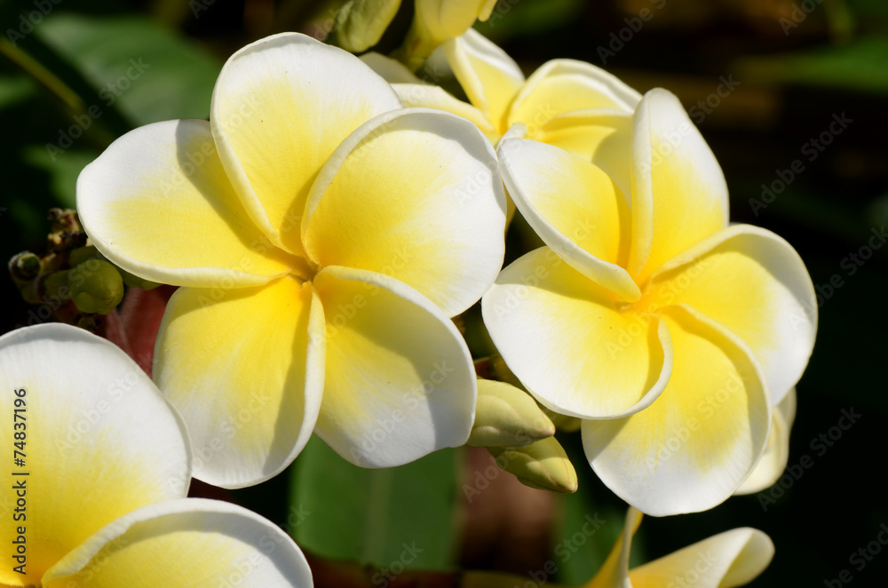 White and yellow Plumeria spp. (frangipani flowers, Frangipani, Pagoda tree or Temple tree) on bright sunlight. White and yellow Plumeria spp. (frangipani flowers, Frangipani, Pagoda tree or Temple tree) on bright sunlight.