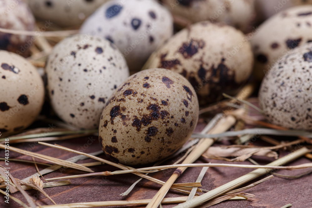 Obraz premium quail eggs