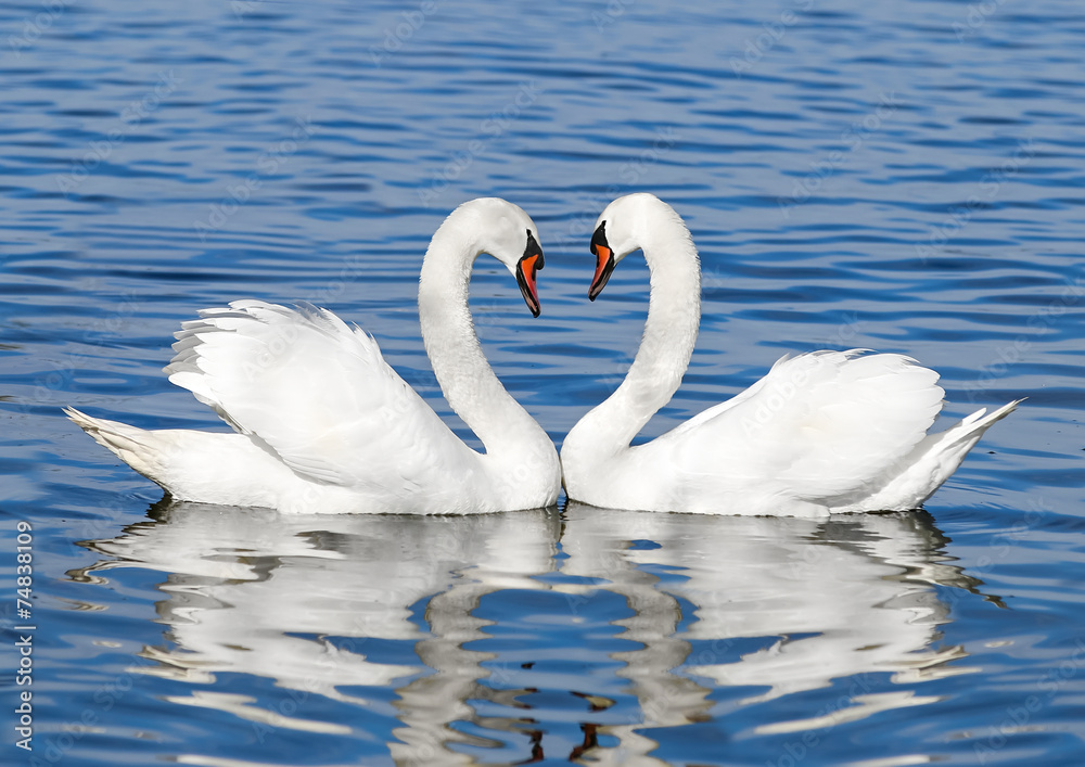 Fototapeta premium pair of white swans