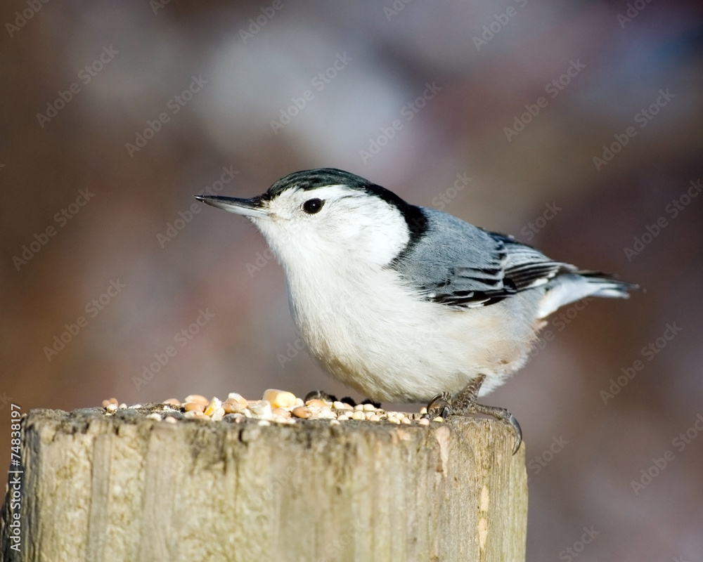 Obraz premium White-breasted Nuthatch