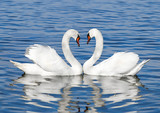pair of white swans
