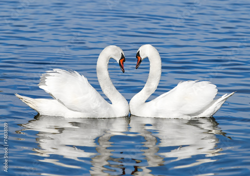 pair of white swans