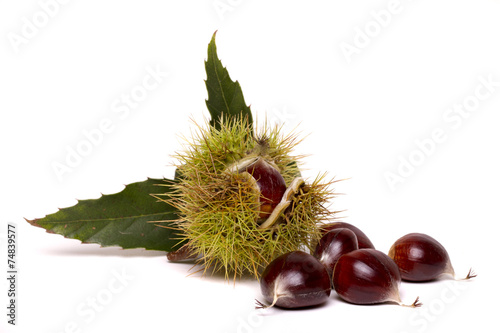 Close up view of chestnuts isolated on a white background.