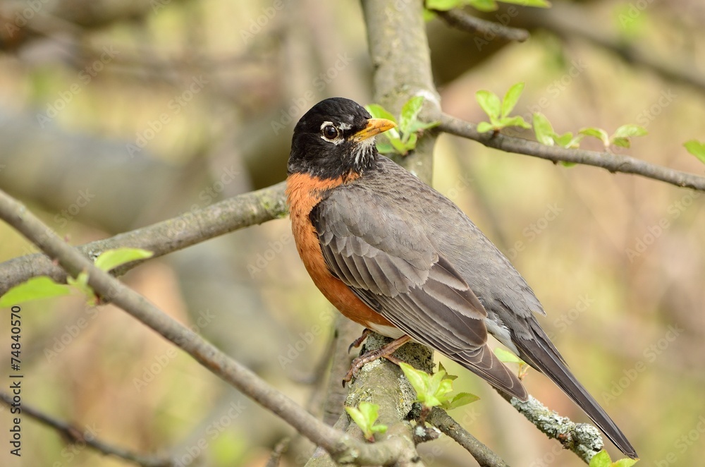 American Robin American Robin