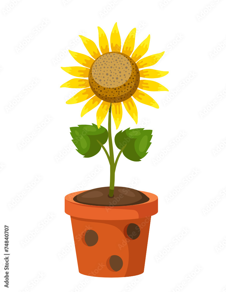 Obraz premium Sun flower